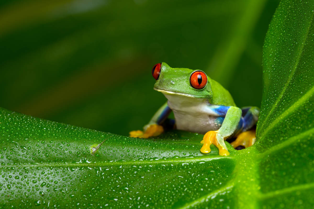 Froschtest bei Schwangerschaft